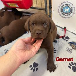 Garnet - Chocolate male Labrador Retriever puppy in Elloree, South Carolina from Moonlight Kennels LLC