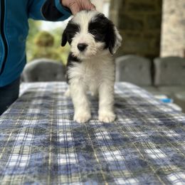 Bearded Collie and Border Collie Puppies from Beloved Bearded & Border Collies