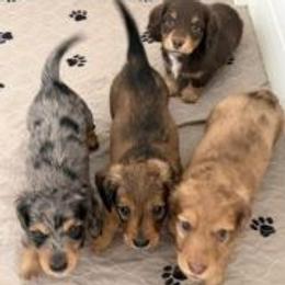 Dachshund Puppies from Devoted Doxies Cream Dachshund