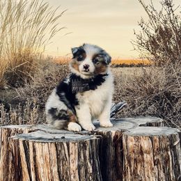 Australian Shepherd Puppies from High West Aussies