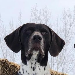 Remi - German Shorthaired Pointer