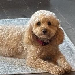Lacy - Goldendoodle
