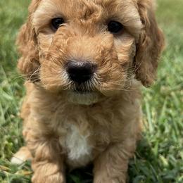 Goldendoodle Puppies from Central Kentucky Goldendoodles