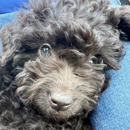 Bud Roe - Aussiedoodle