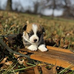 Stuffing - Sable male Pembroke Welsh Corgi puppy in Sheldon, Missouri from Clearsky Corgis