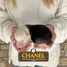 Chanel - Gray and white female Old English Sheepdog puppy in Cleveland, Tennessee from Narrow Path Old English & Sheepadoodles