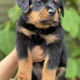 Rottweiler Puppies from KarmaKennelPNW