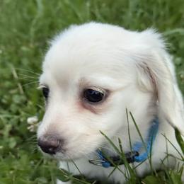 Dachshund Puppies from Doxie Darlings VA