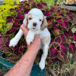 Red-White Male - Red and white male Cocker Spaniel puppy in Beech Island, South Carolina from Mike's Best Friends