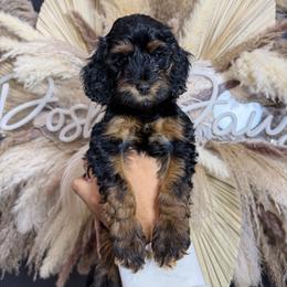 Gingersnap - Phantom female Goldendoodle puppy in Pearland, Texas from Posh Paws Puppies