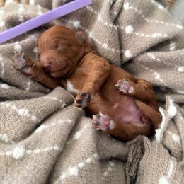 Girl 6 Purple - Apricot female Goldendoodle puppy in Sacramento, California from Golden Heart Doodles
