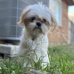 Bambi - Shih Tzu