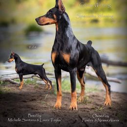 Doberman Pinscher Puppies from Ocean’s Breeze Doberman Pinschers