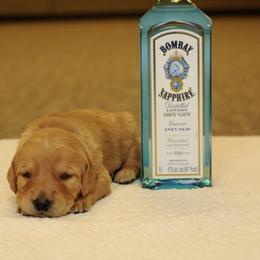Bombay (blue) - Dark golden male Golden Retriever puppy in Bynum, Montana from Summit Canine Breeding