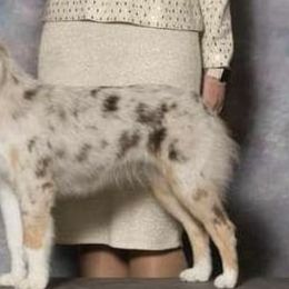 Miniature American Shepherds from Atherney
