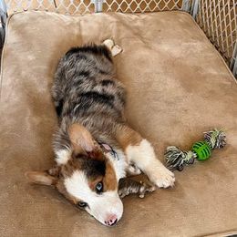 American Corgi and Pembroke Welsh Corgi Puppies from Boba Tea Corgis