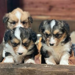 Pembroke Welsh Corgis from Steele Family Farms