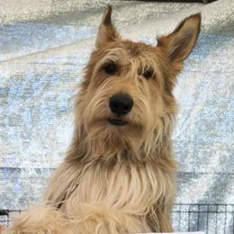 Berger Picards and Old English Sheepdogs from Stargazer OES and Des Etoiles Berger Picards