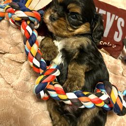 Coal - Black and tan male Cavalier King Charles Spaniel puppy in Conway, Missouri from Jordan  Harrison