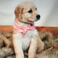 Double Doodles from Fiona’s Coastal Doodles