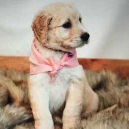 Double Doodles from Fiona’s Coastal Doodles