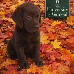 Maple Rowe - girl 1 - 6378 - Chocolate female Labrador Retriever puppy in Brandywine, Maryland from QVR Labradors and Leonbergers