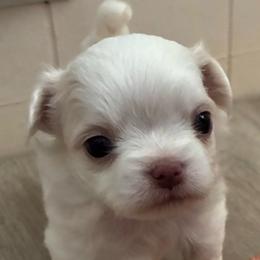 Casper - White male Chihuahua puppy in Red Bluff, California from Lane’s Little Long Coats