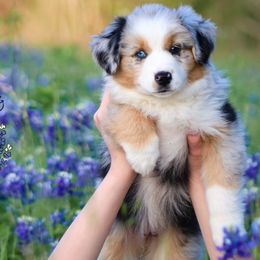 Australian Shepherds, Miniature American Shepherds, Miniature Australian Shepherds, and Toy Australian Shepherds from Wigglebutts Unlimited