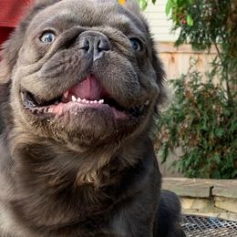 Louis V - French Bulldog