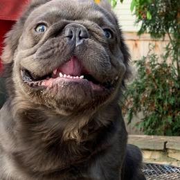 Louis V - French Bulldog