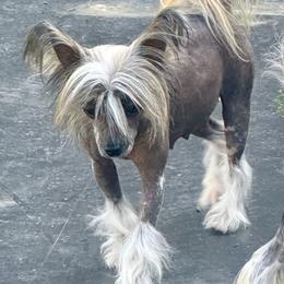 Piper - Chinese Crested