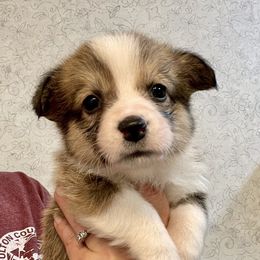 Pembroke Welsh Corgi Puppies from Stacy’s Pembroke Welsh Corgis