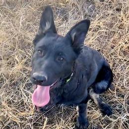 German Shepherd puppies from Spartan German Shepherds