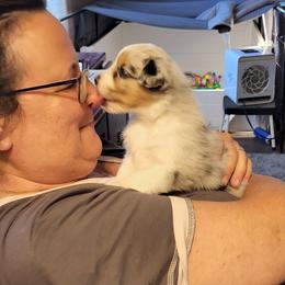 Australian Shepherd Puppies from Rockhill Australian Shepherds