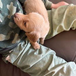 Chewy - Cream male Dachshund puppy in Ft Dodge, Iowa from Secret Reality