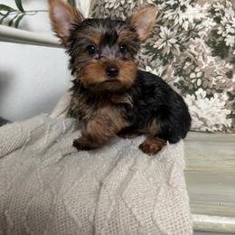 Murphy - Black and tan male Yorkshire Terrier puppy in Puyallup, Washington from Majestic Mtn Pups