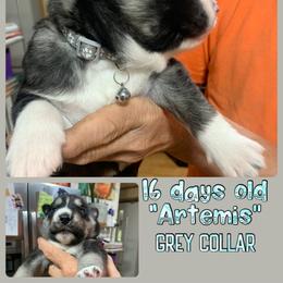 Siberian Husky Puppies from TRUHUSKY SIBERIANS