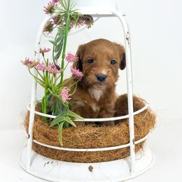 INDY - Red  female Goldendoodle puppy in Davison, Michigan from Dreaming Doodles