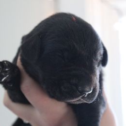 Golden Retriever and Labrador Retriever Puppies from Trenlock Kennels