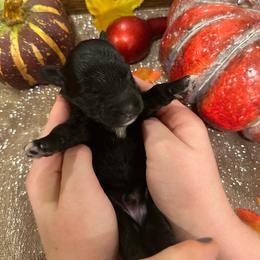Male 1 - Black and white male Aussiedoodle puppy in Lexington, Alabama from Johnson’s Highland Pride Aussiedoodles