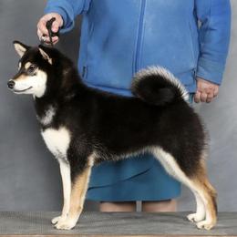 Midnight - Shiba Inu