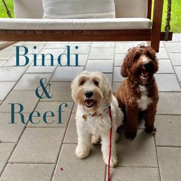 Australian Labradoodle All Grown Up from Crikey Australian Labradoodles