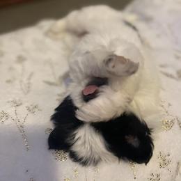 Japanese Chin Puppies from Chin Babies