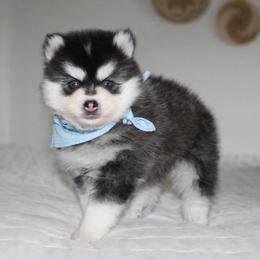 Rocco - Black and white male Pomsky puppy in Apple Creek, Ohio from Kathryn Troyer