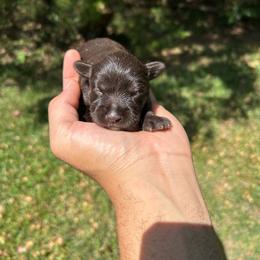 Chrissy - Liver female Miniature Schnauzer puppy in Clover, South Carolina from Bobo’s Babies Kennels