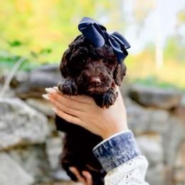 Catawba - Chocolate female Goldendoodle puppy in North Carolina from Tuxedo Mountain Doodles