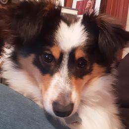 Miniature Australian Shepherd and Toy Australian Shepherd All Grown Up from Elk Creek Aussies