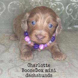 Charollet - Fawn (Isabella) female Dachshund puppy in Lexington, Oklahoma from BooneDox Miniature Dachshunds