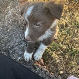 Border Collie Puppies from Athena’s Collies