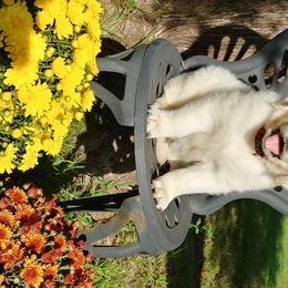 Golden Retriever Puppies from White Valley Goldens